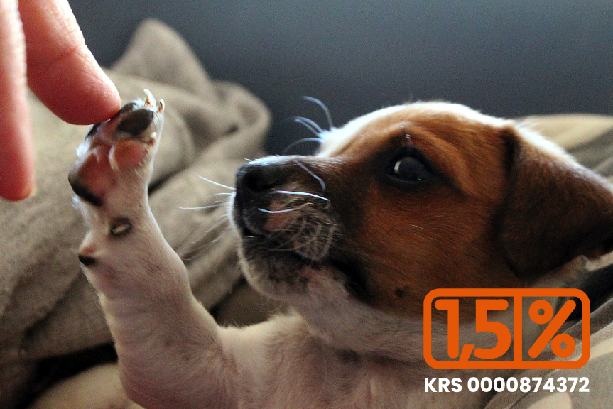 Wesprzyj zwierzaki - Przekaż 1,5% podatku